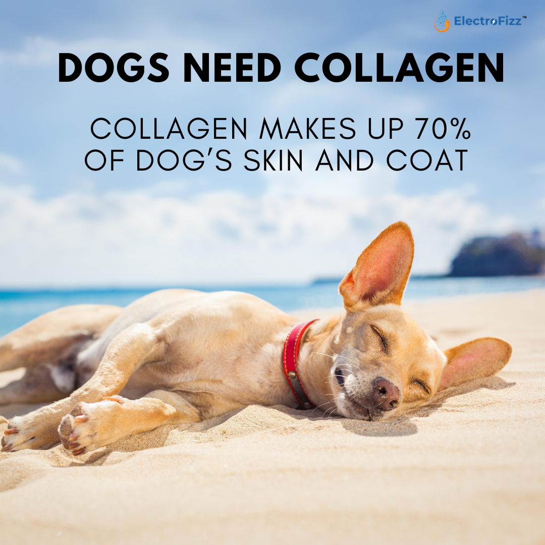 Hydrolysed Marine Collagen Powder for Dogs for Bone and Joint Health, Osteoarthritis, Healthy Coat and Skin Health, Digestive System Non GMO, Gluten Free, Soy Free- 250 Gms