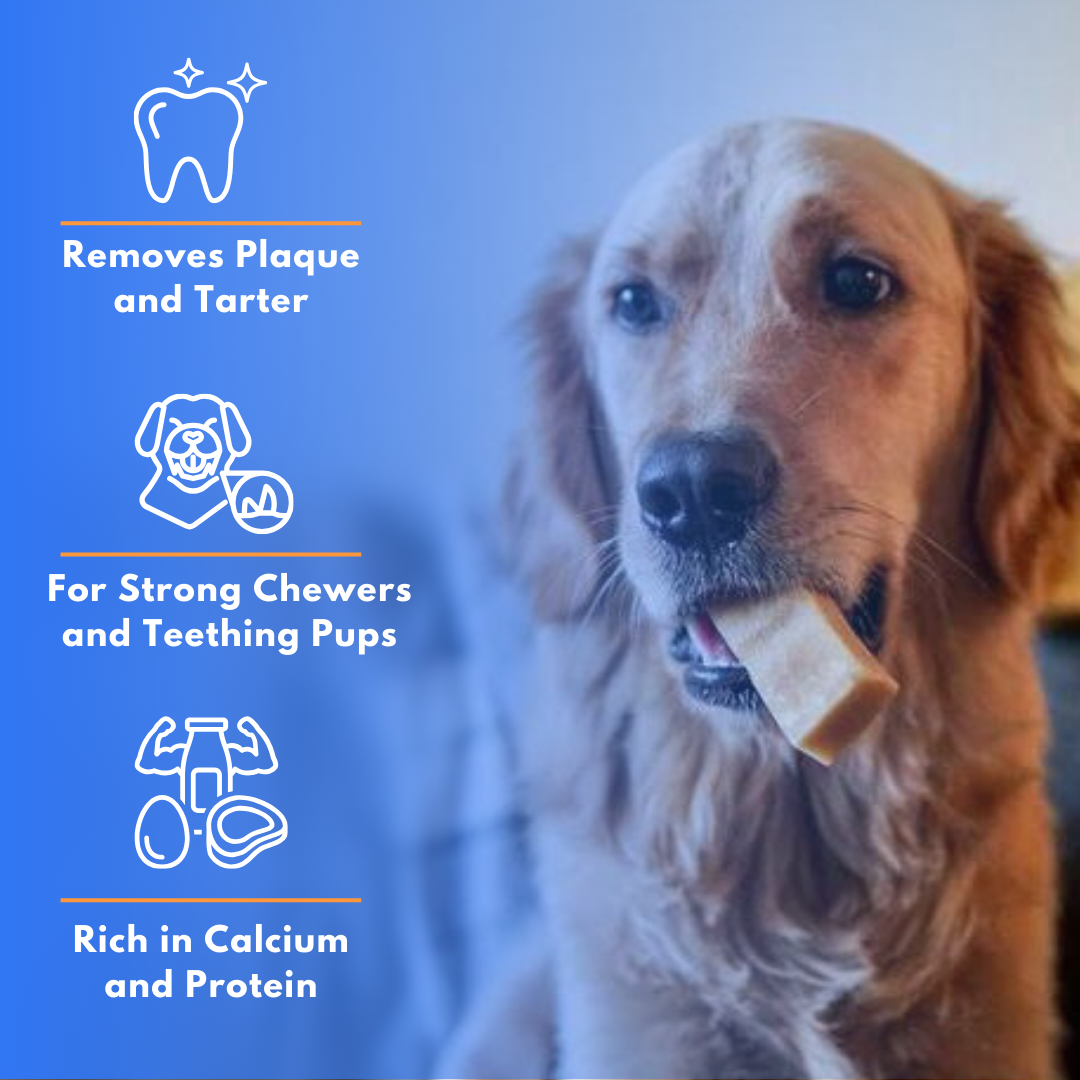 Guppy Himalayan Yak Cheese Dog Chews, 100% Natural, Long Lasting, Gluten Free, Healthy & Safe Dog Treats, Lactose & Grain Free, Protein Rich- for Puppies and Small Dogs- Pack of 2