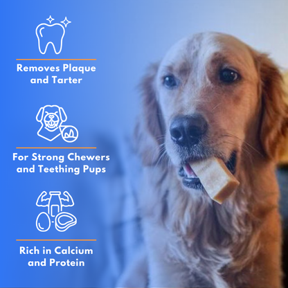 Guppy Himalayan Yak Cheese Dog Chews, 100% Natural, Long Lasting, Gluten Free, Healthy & Safe Dog Treats, Lactose & Grain Free, Protein Rich- for Puppies and Small Dogs- Pack of 2